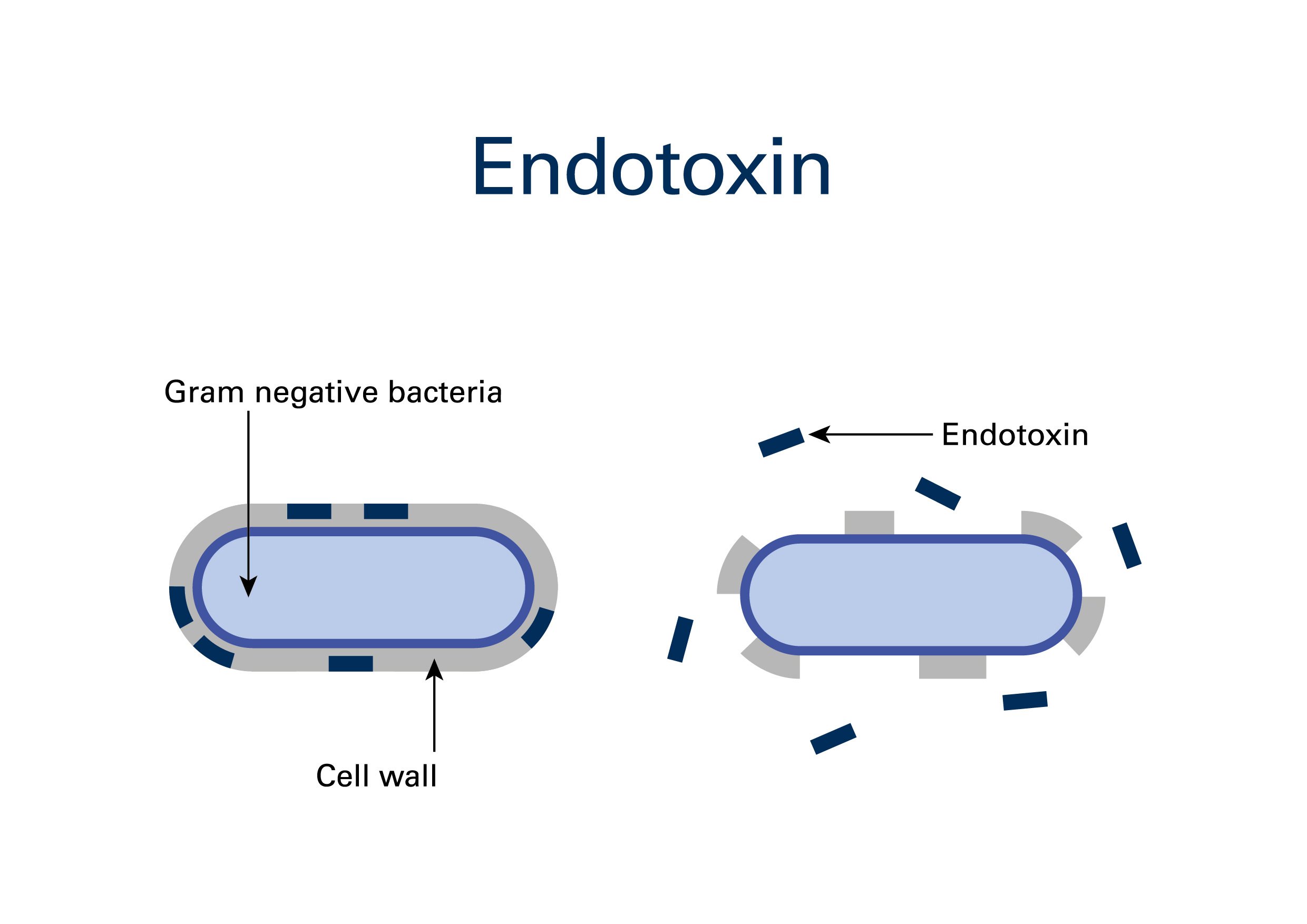 A diagram of Endotoxin Contamination