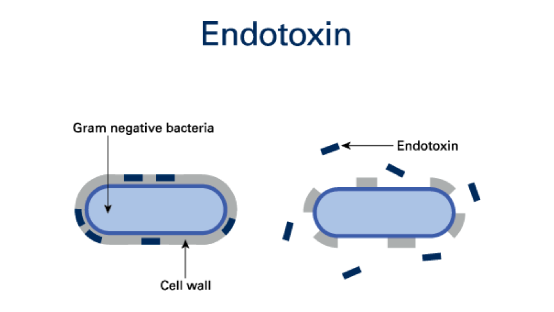 Image of The Benefits of Low Endotoxin Products